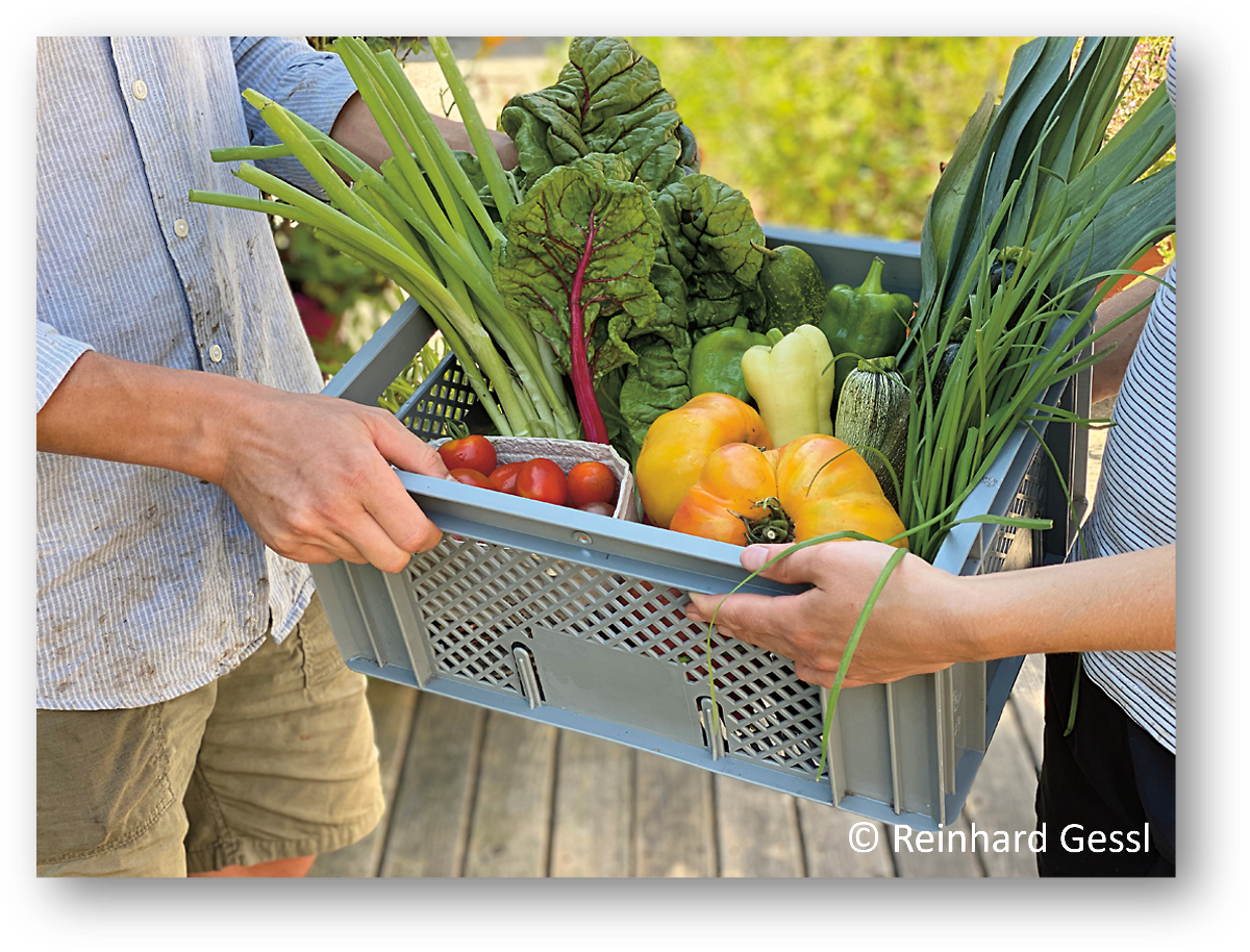Gemüsekorb