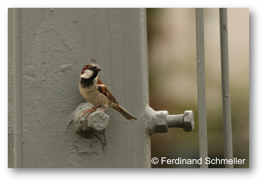 Haussperling am Schwedenplatz