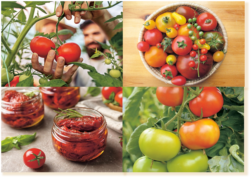 Die Vielfalt der Tomaten ist wieder gefragt. Die Früchte lassen sich im Gartenbeet oder im Topf ziehen und sind richtige „Sonnenspeicher“. Je mehr Sonnenstrahlen sie bekommen und je reifer sie geerntet werden, desto mehr Nährstoffe und intensiver Geschmac
