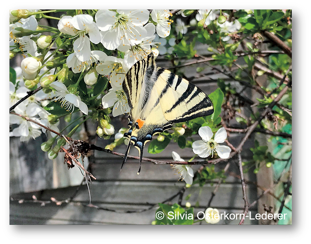 Weiße Blüte