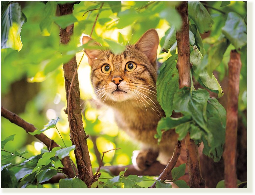 Wildkatze in Blättern