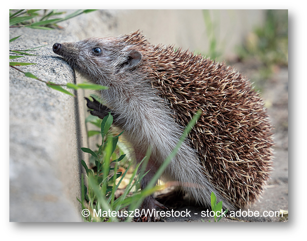 Igel