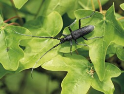 Eichenbock sitzt auf Blatt