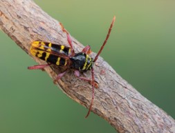 Hornissenbock sitzt auf Ast