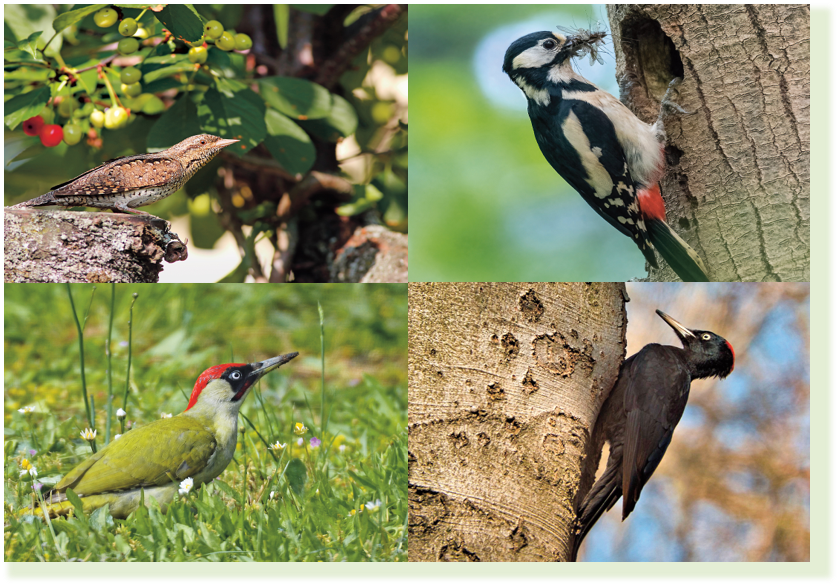 In Niederösterreich gibt es zahlreiche Spechtarten, u. a. Wendehals (oben links), Buntspecht (oben rechts), Grünspecht (unten links) und Schwarzspecht (unten rechts).