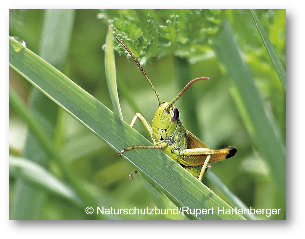 Heuschrecke auf Grashalm
